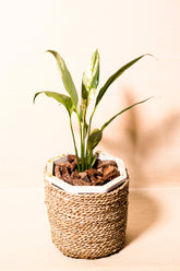 Spathiphyllum wallisii variegata